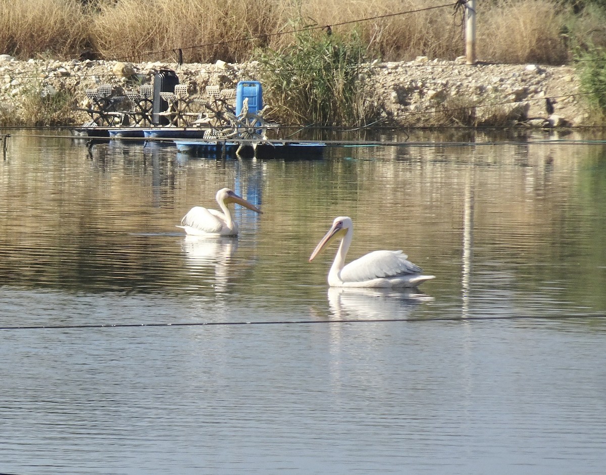 Great White Pelican - ML647174394