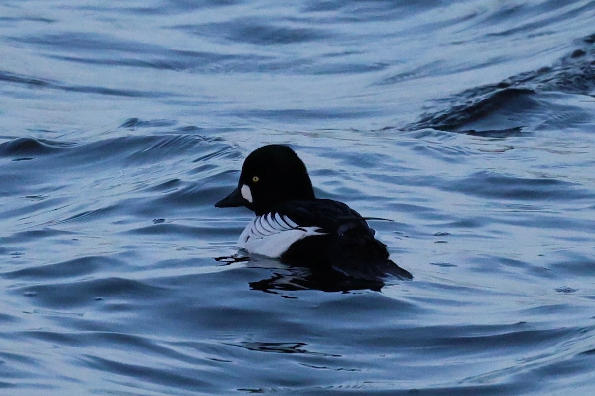 Common Goldeneye - ML647174395