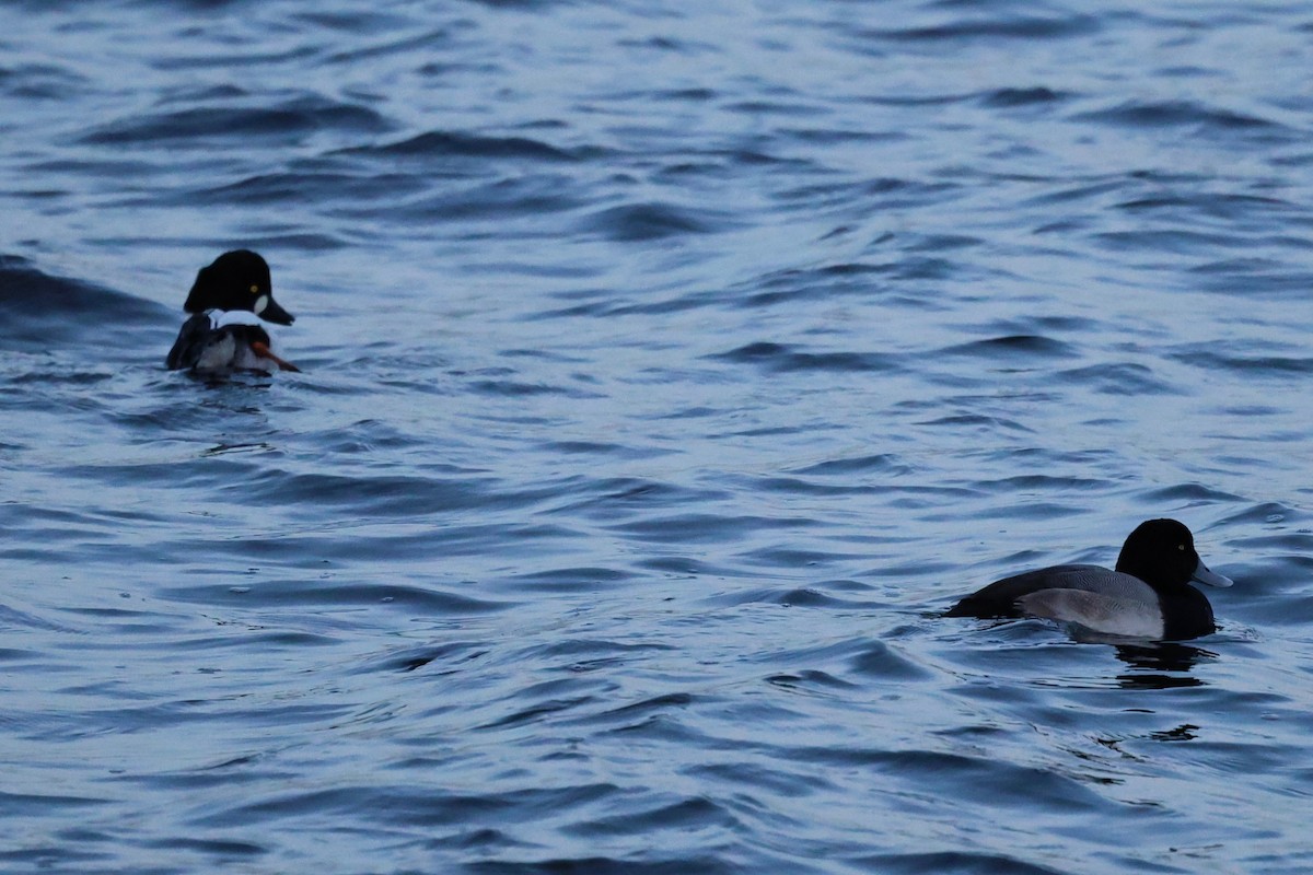 Common Goldeneye - ML647174397