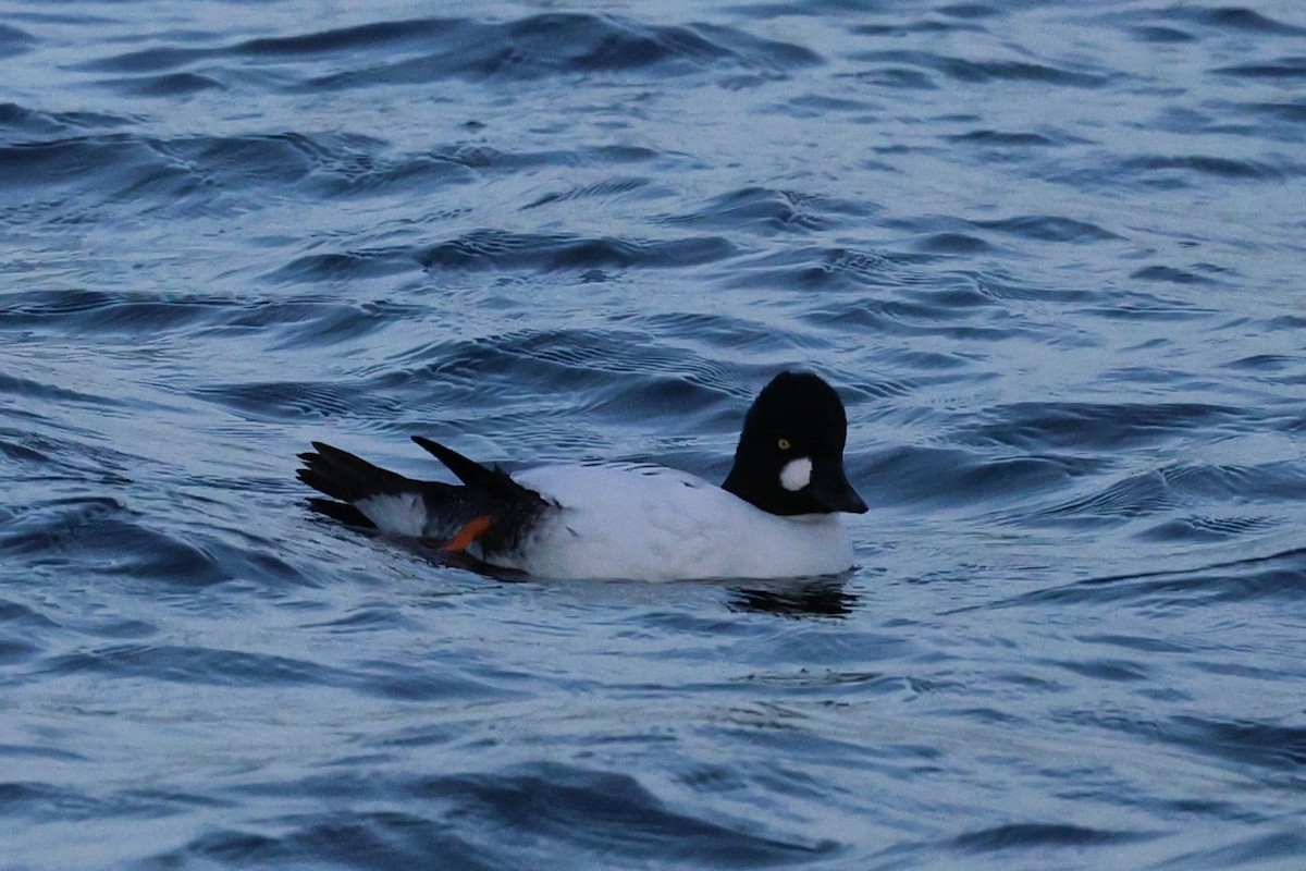 Common Goldeneye - ML647174398