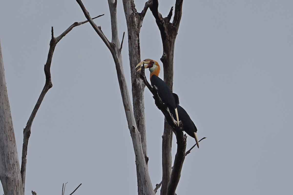 Blyth's Hornbill - ML647174399