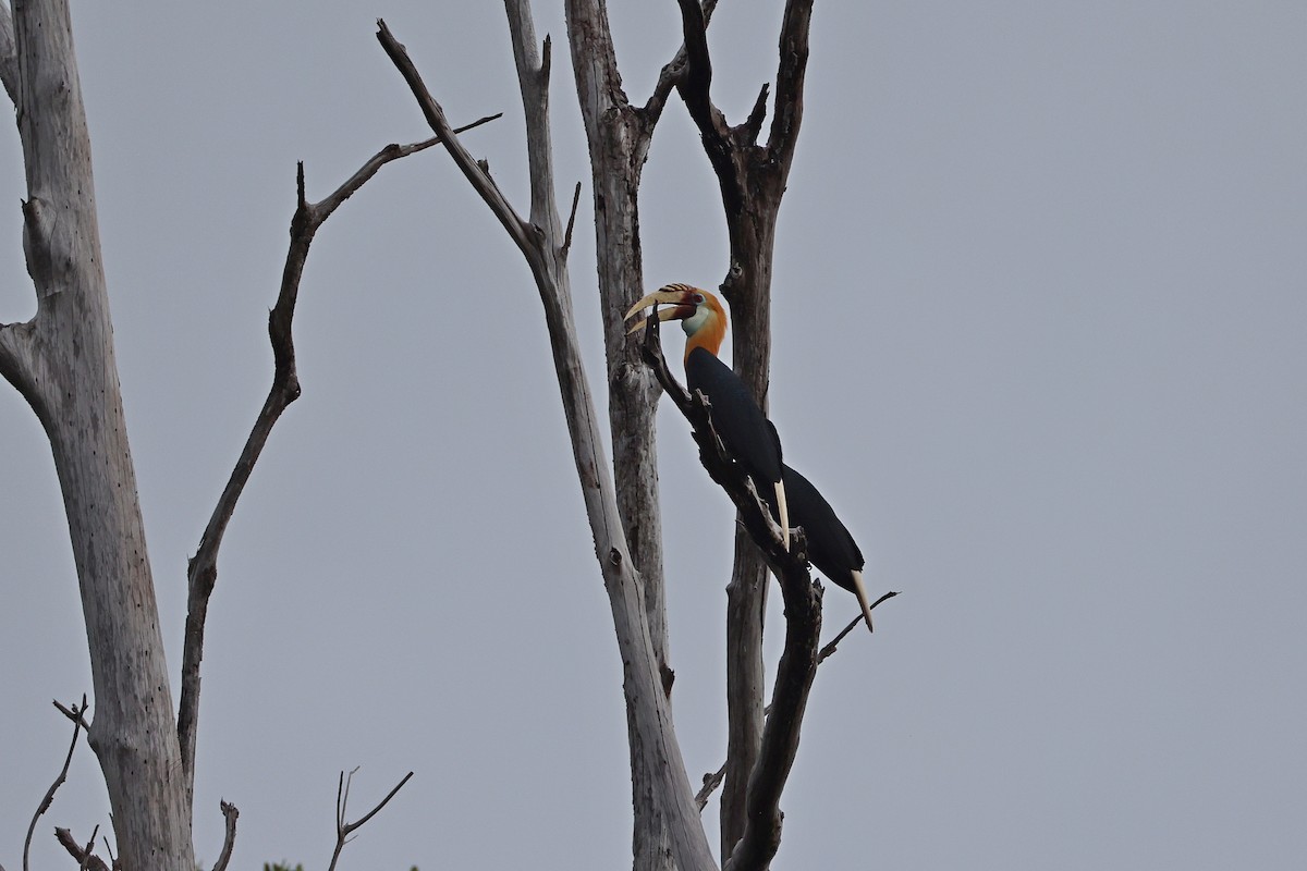 Blyth's Hornbill - ML647174400