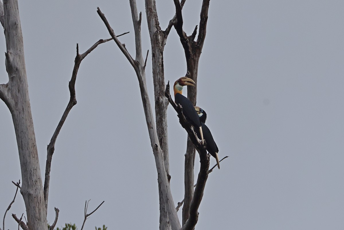 Blyth's Hornbill - ML647174401