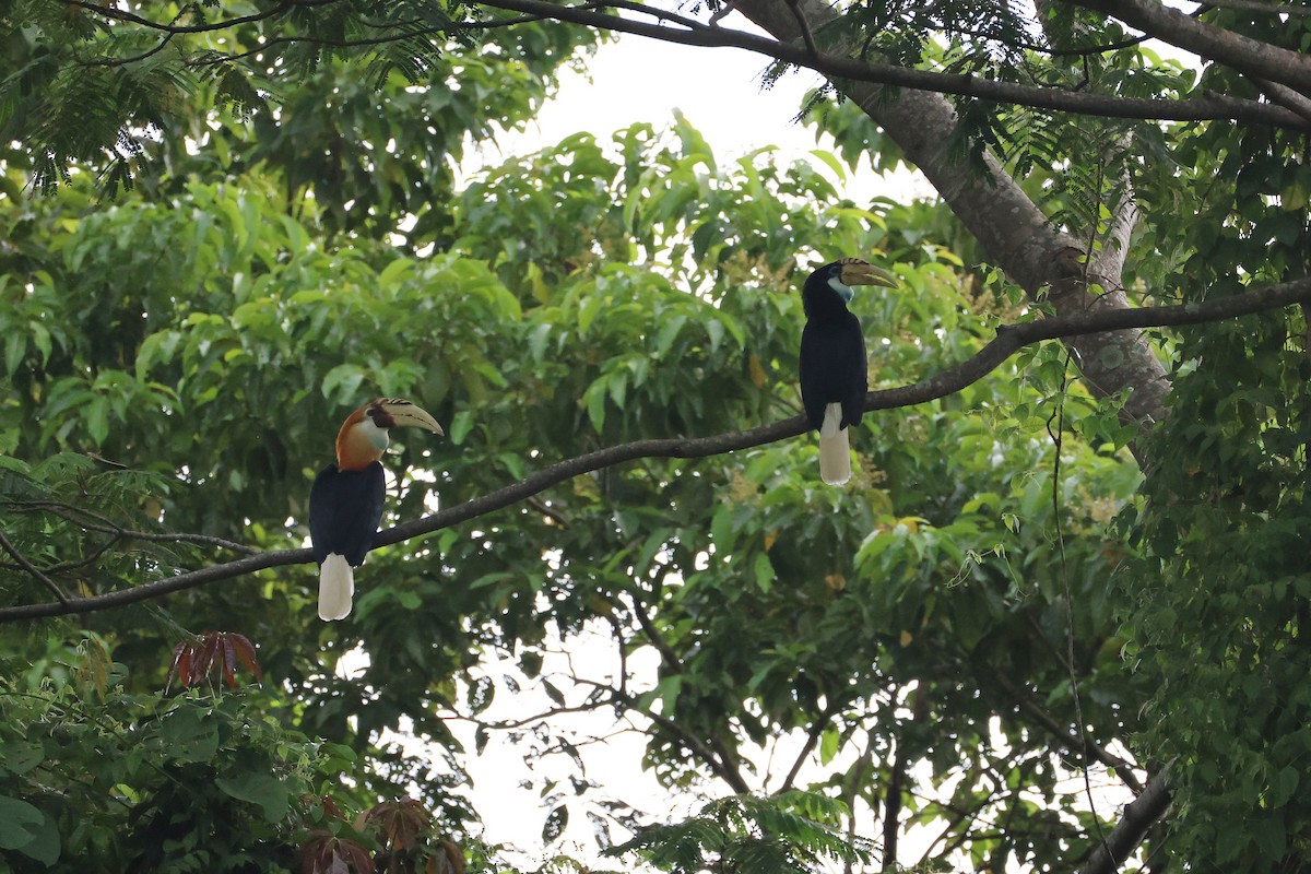 Blyth's Hornbill - ML647174402