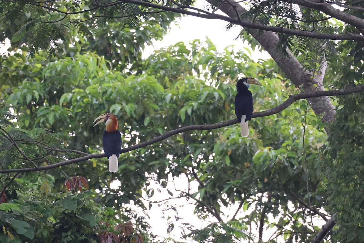 Blyth's Hornbill - ML647174403