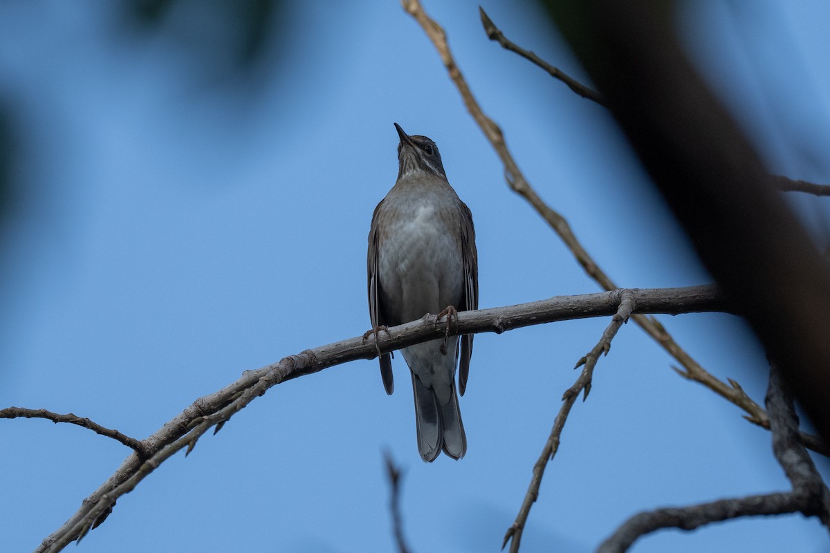 Pale Thrush - ML647174404