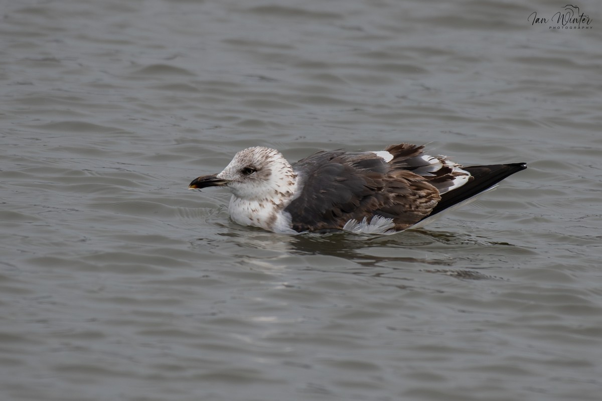 Lesser Black-backed Gull - ML647174405