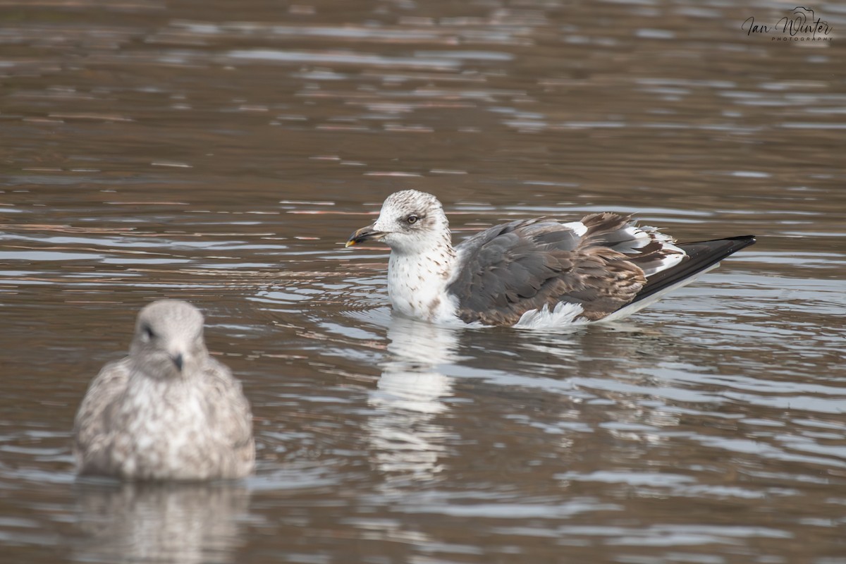 Lesser Black-backed Gull - ML647174406
