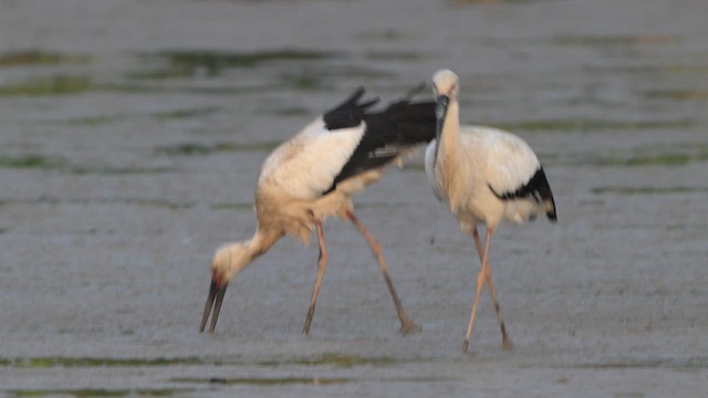 Oriental Stork - ML647174407