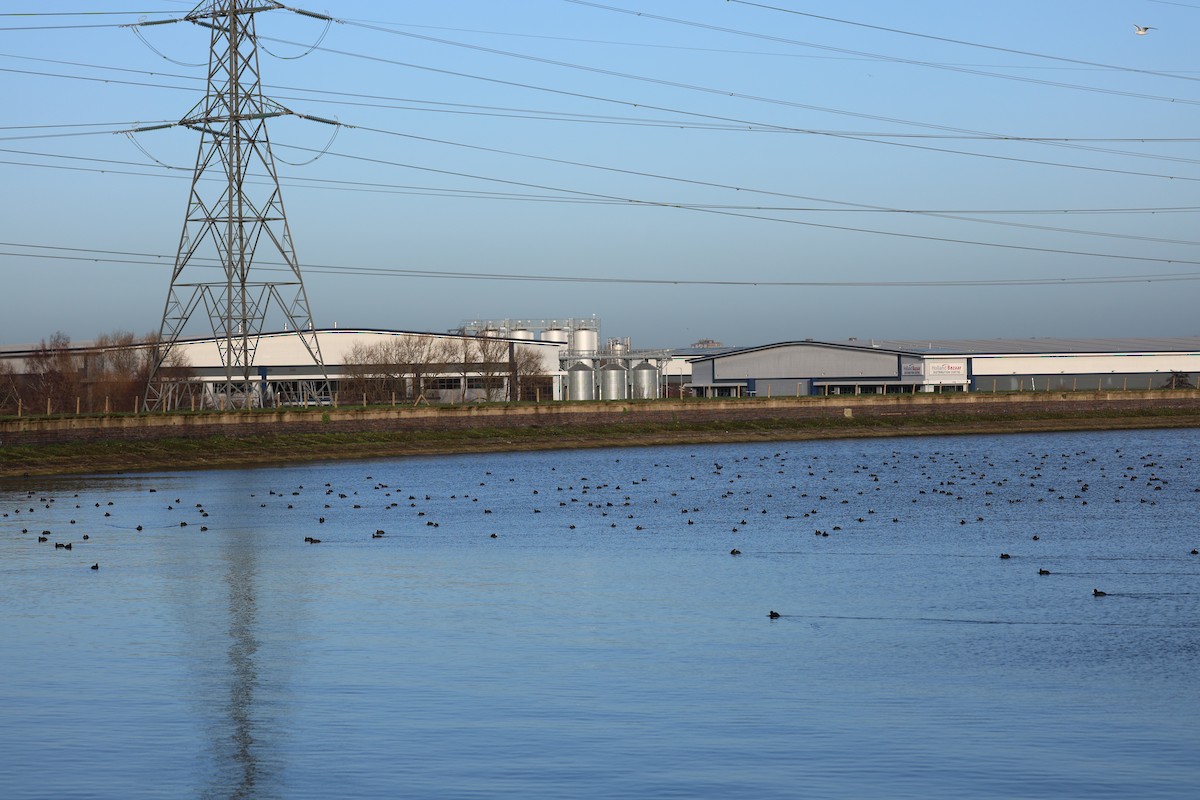 Eurasian Coot - ML647174408