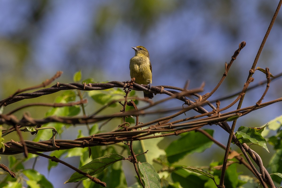 Forest Penduline-Tit - ML647174409