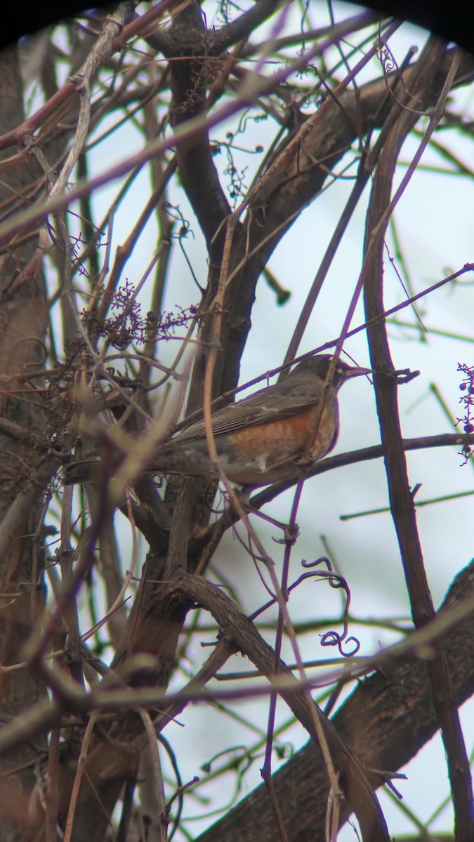 American Robin - ML647174411
