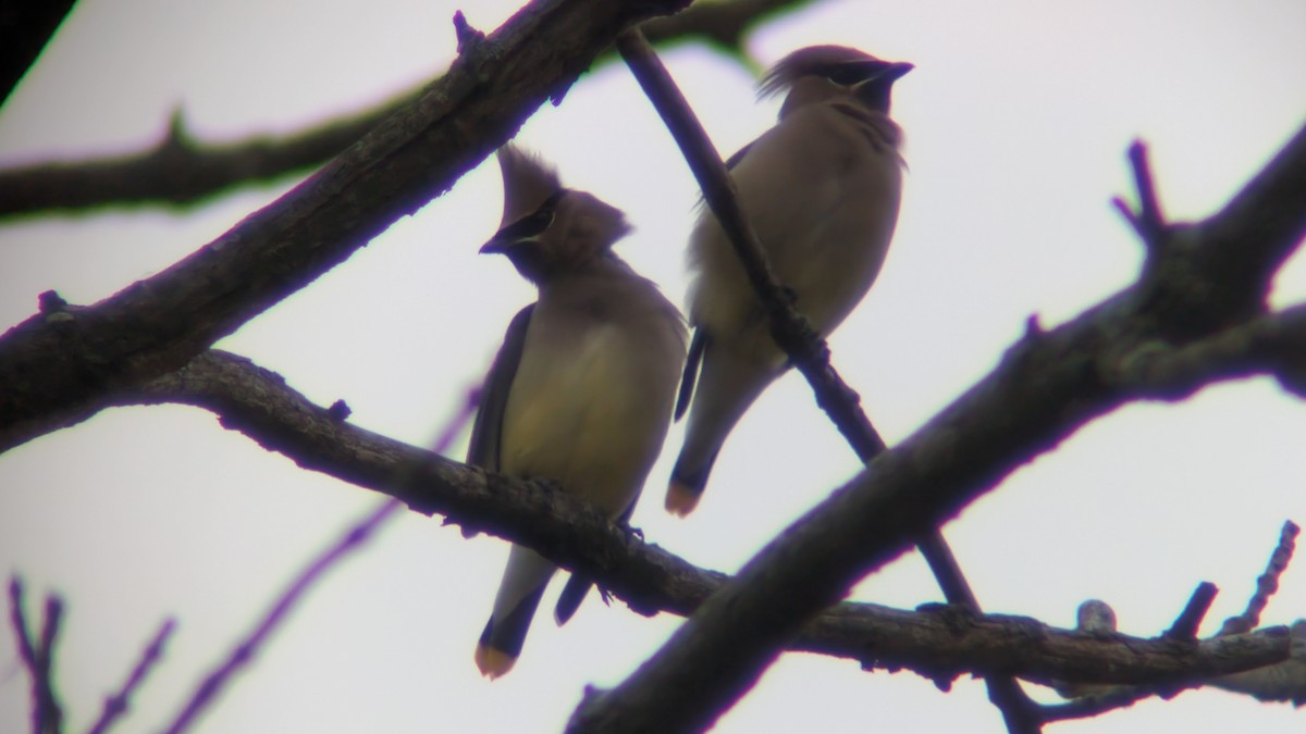 Cedar Waxwing - ML647174414