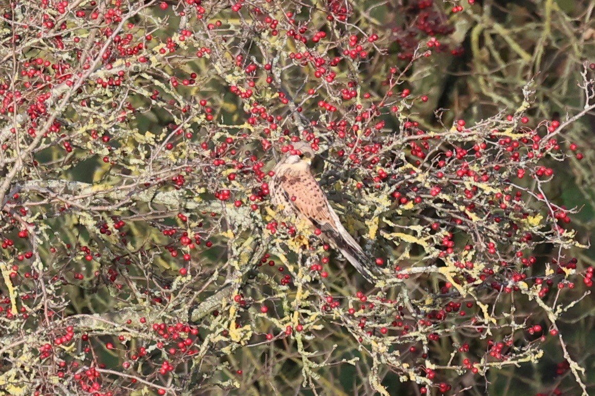 tårnfalk - ML647174415