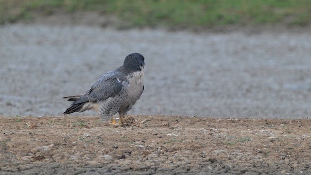 Halcón Peregrino - ML647174417