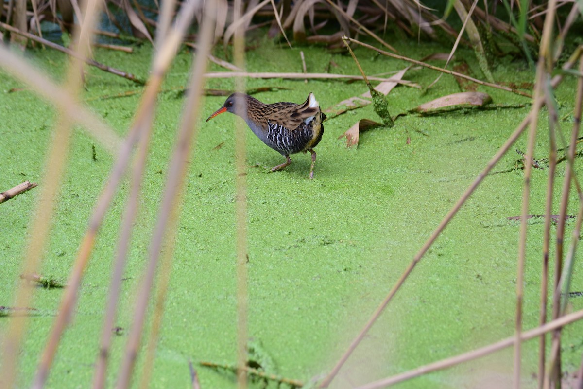 Пастушок водяний - ML647174421