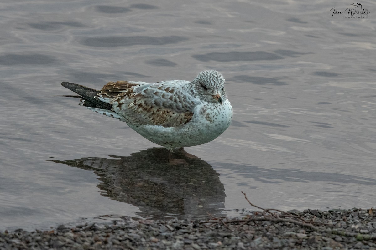 Porrón Acollarado - ML647174423