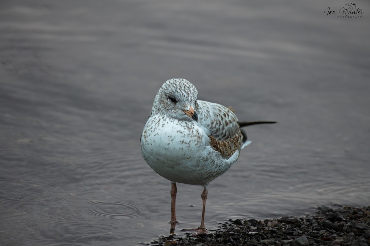 Porrón Acollarado - ML647174424