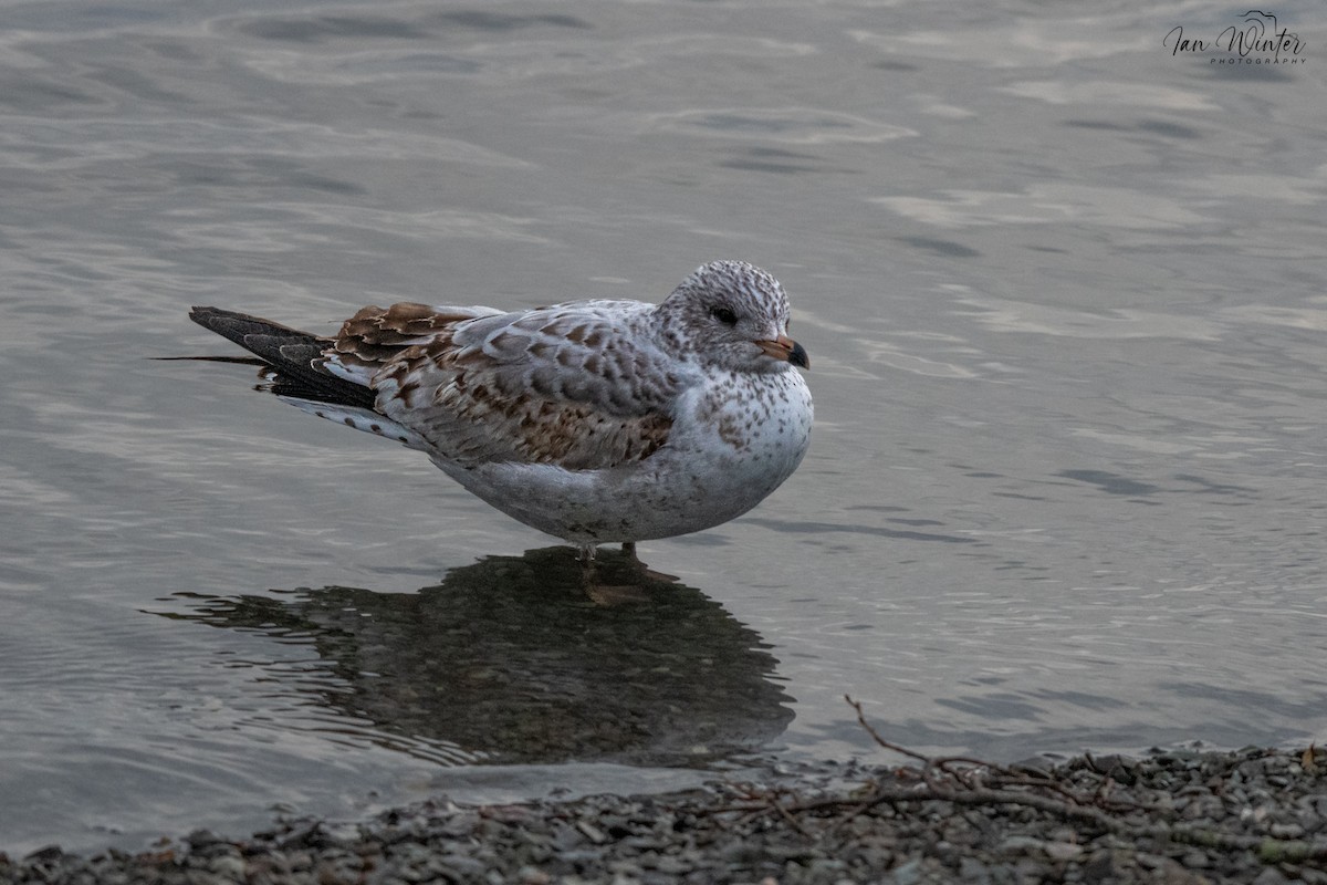 Porrón Acollarado - ML647174425