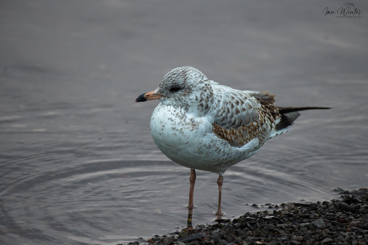 Porrón Acollarado - ML647174426