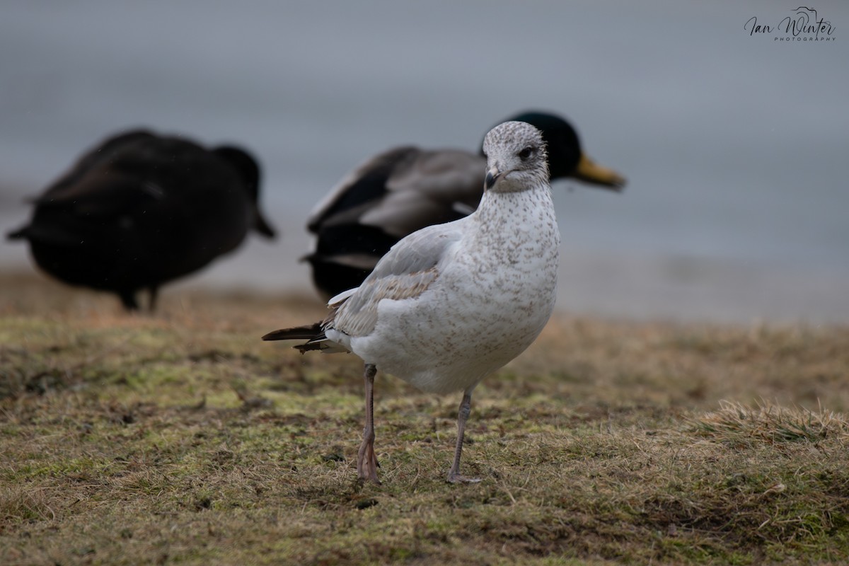 Porrón Acollarado - ML647174427