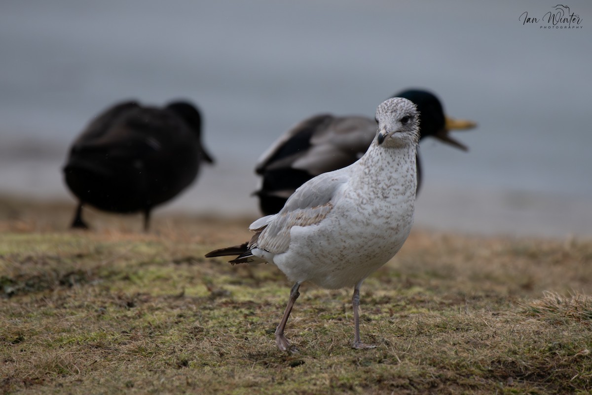 Porrón Acollarado - ML647174428