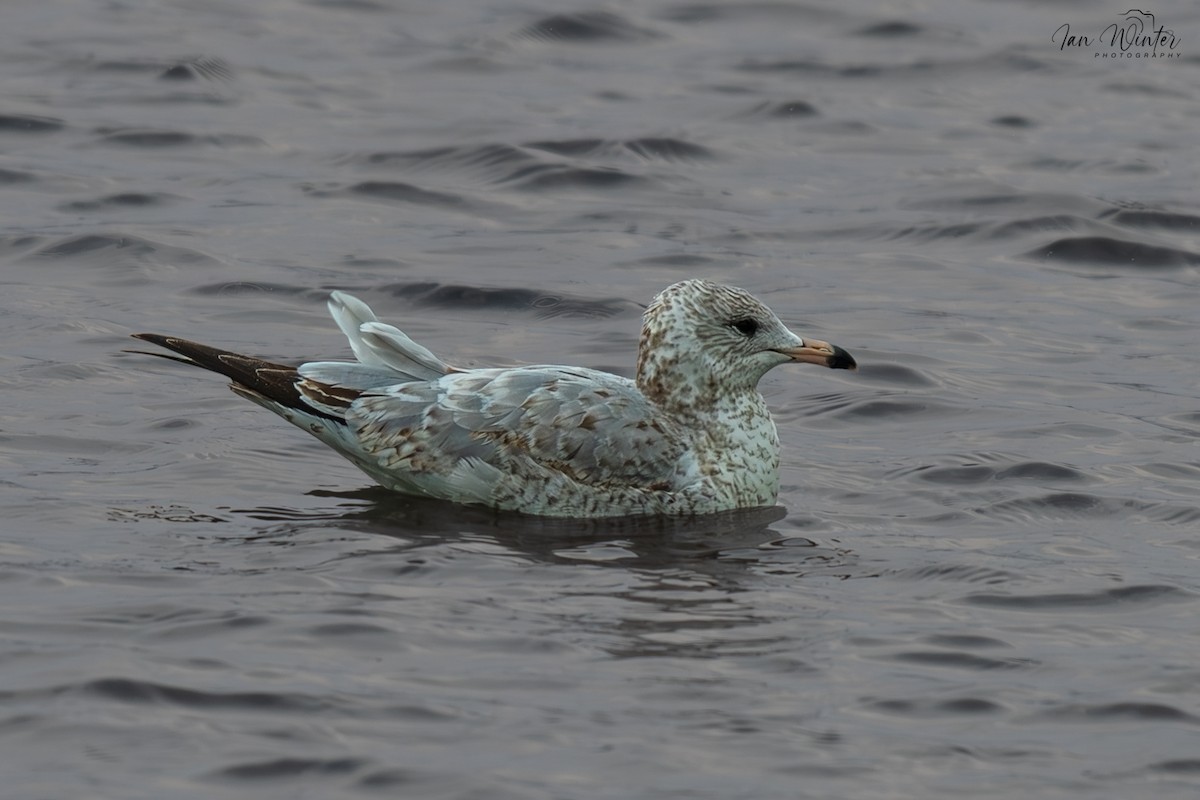 Porrón Acollarado - ML647174429