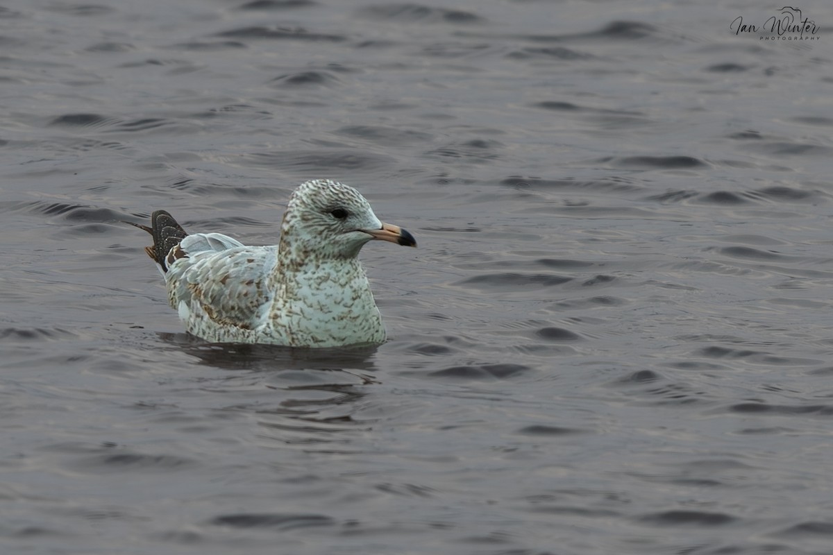 Porrón Acollarado - ML647174430