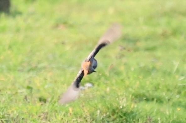 Colirrojo Tizón - ML647174433