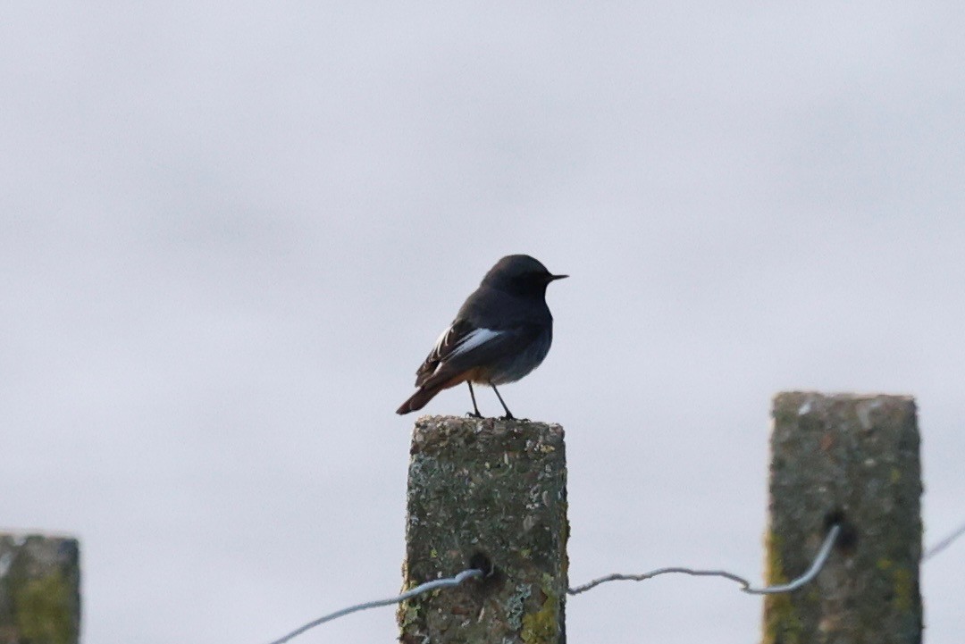 Colirrojo Tizón - ML647174434