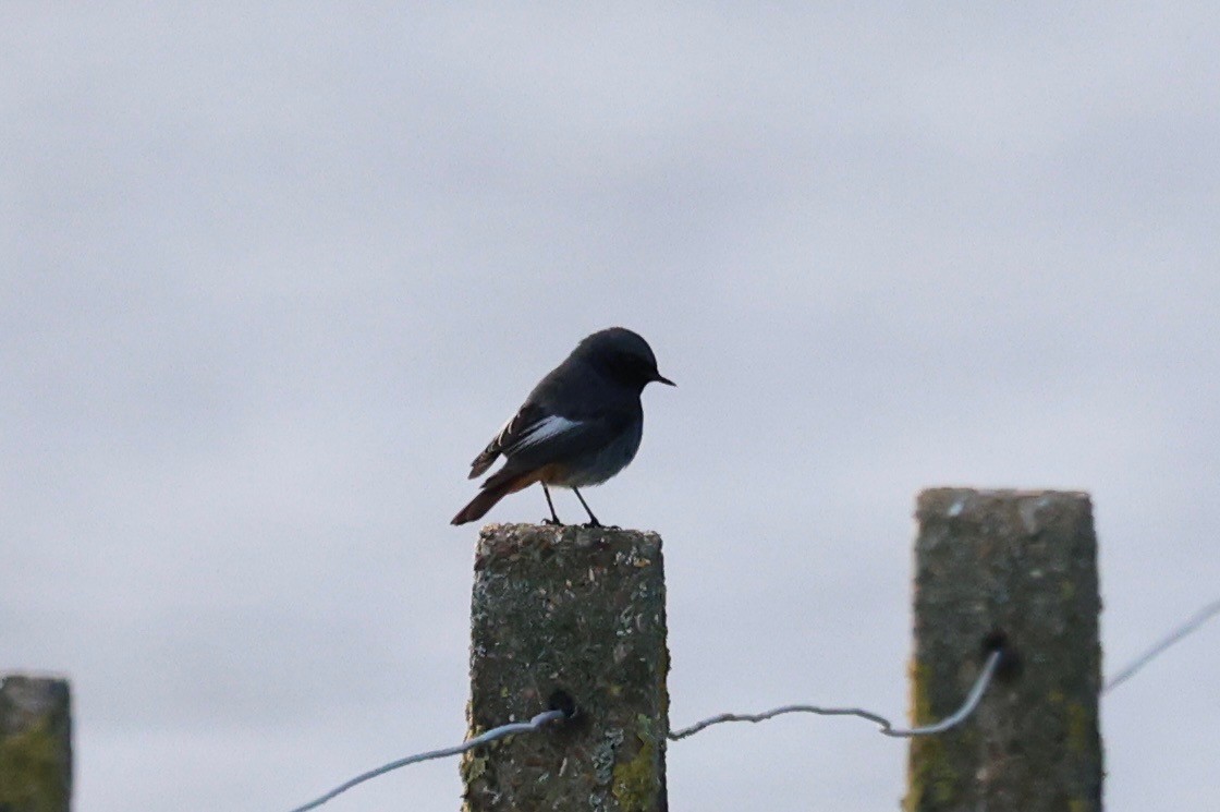 Colirrojo Tizón - ML647174435