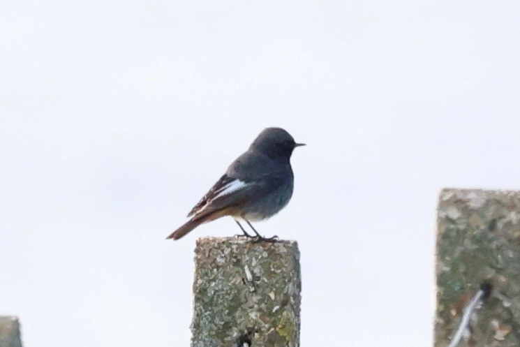 Colirrojo Tizón - ML647174436