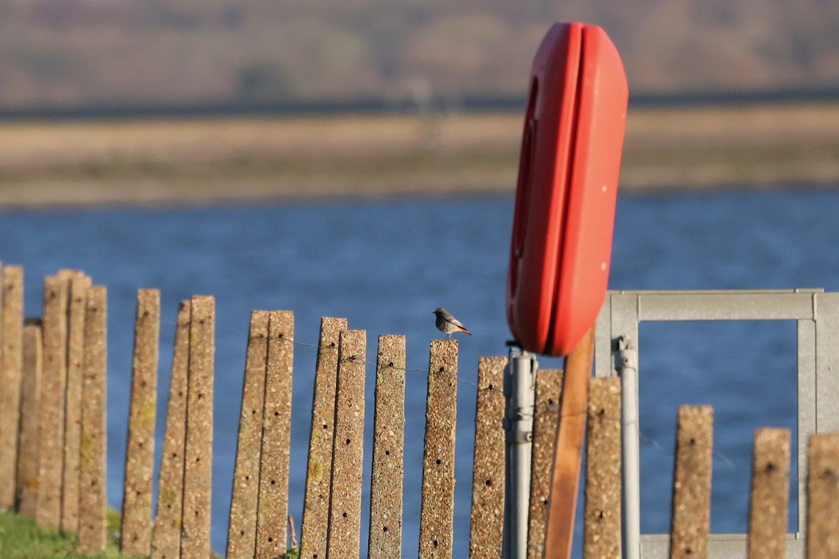 Colirrojo Tizón - ML647174437