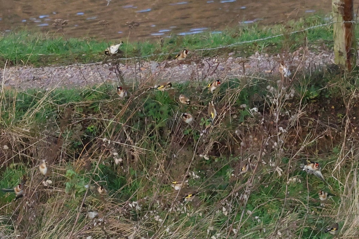 Jilguero Europeo - ML647174441