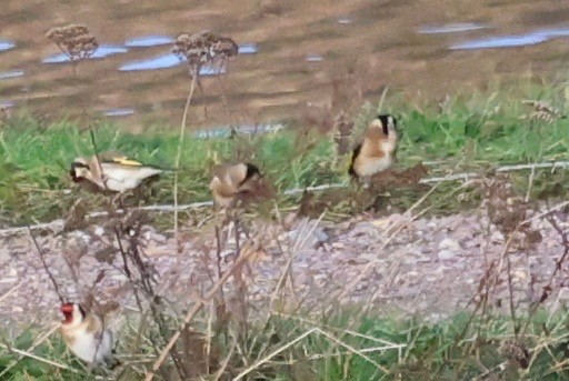 Jilguero Europeo - ML647174442