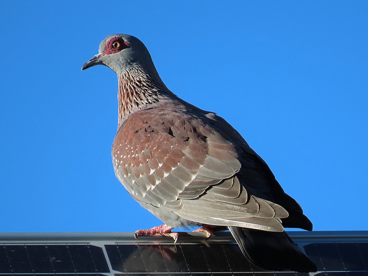 Paloma de Guinea - ML647174443