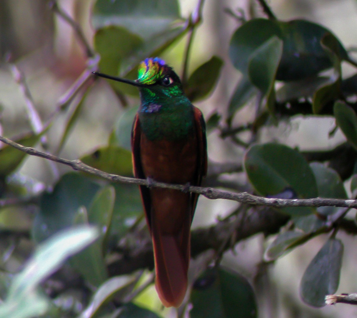 Inca Arcoiris - ML647174444