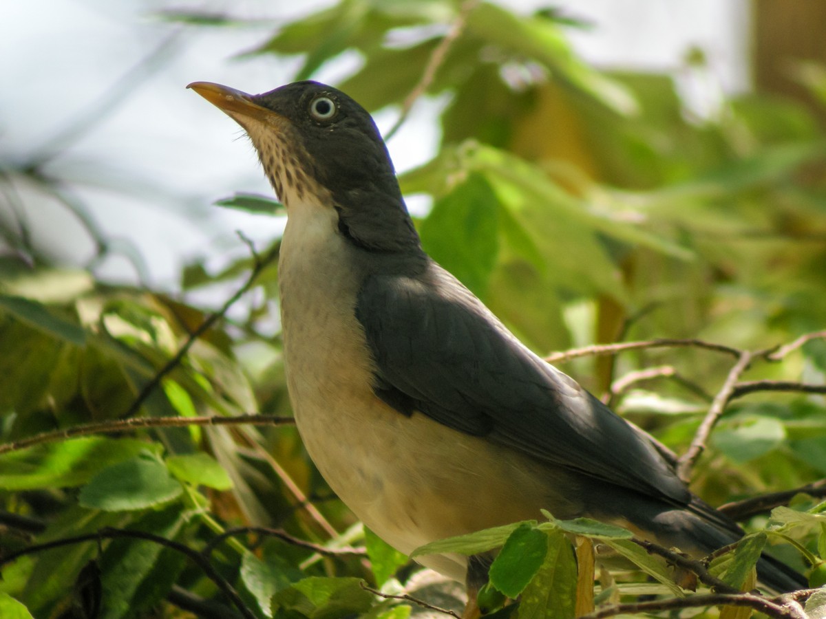 Zorzal Dorsiplomizo - ML647174445