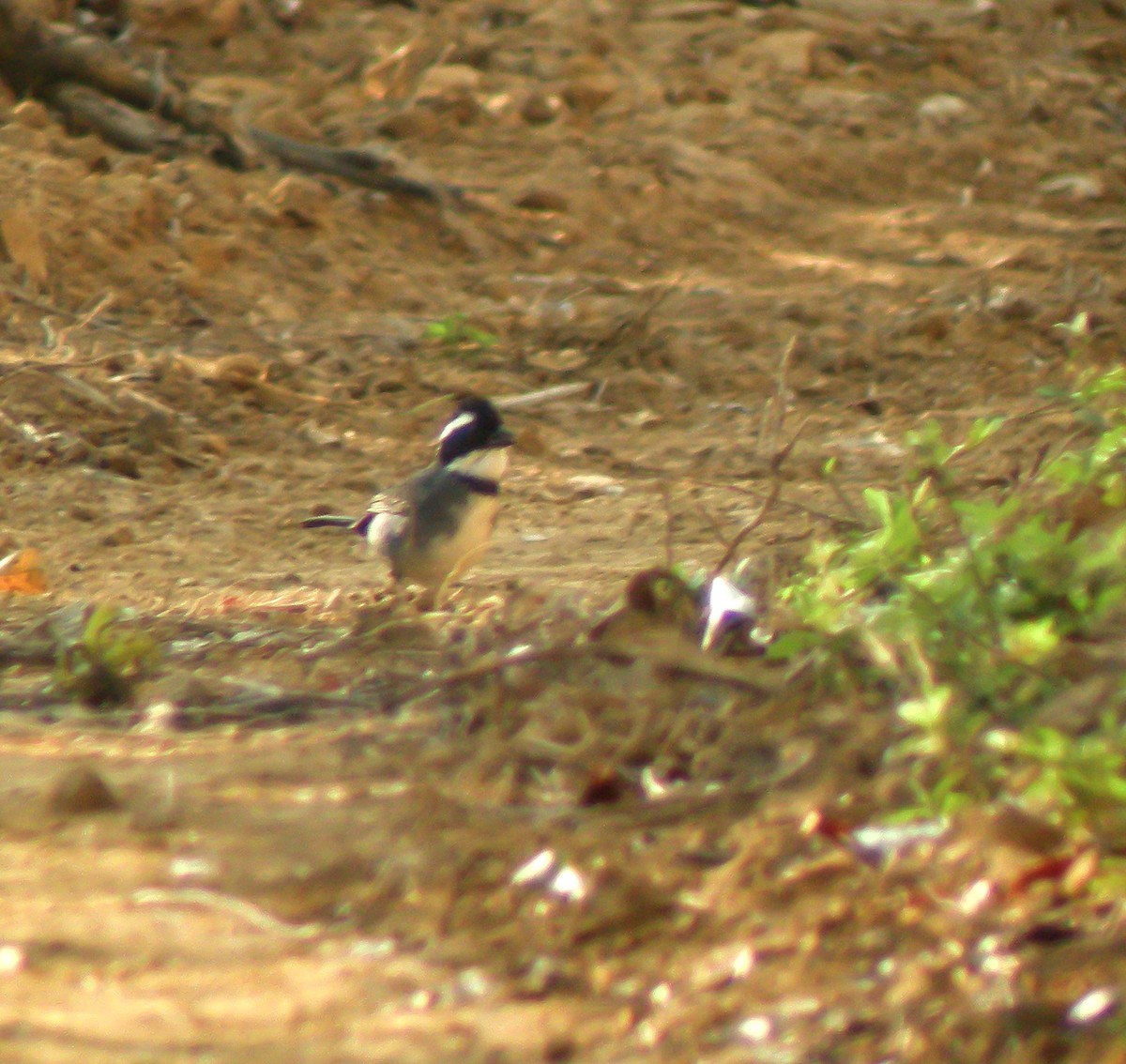 Cerquero Coroninegro - ML647174447