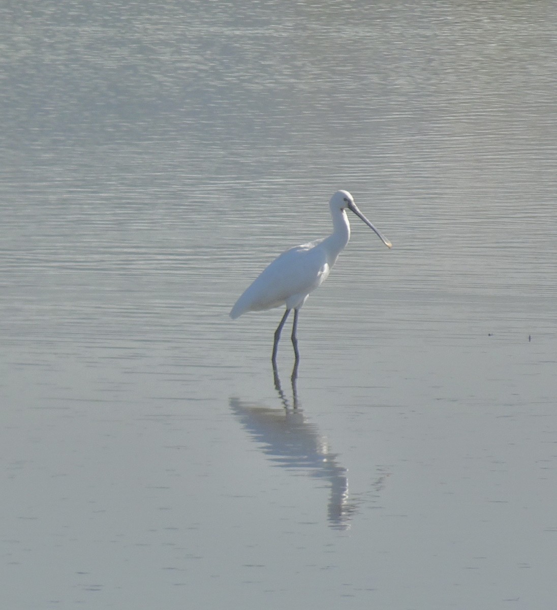 Espátula Común - ML647174448