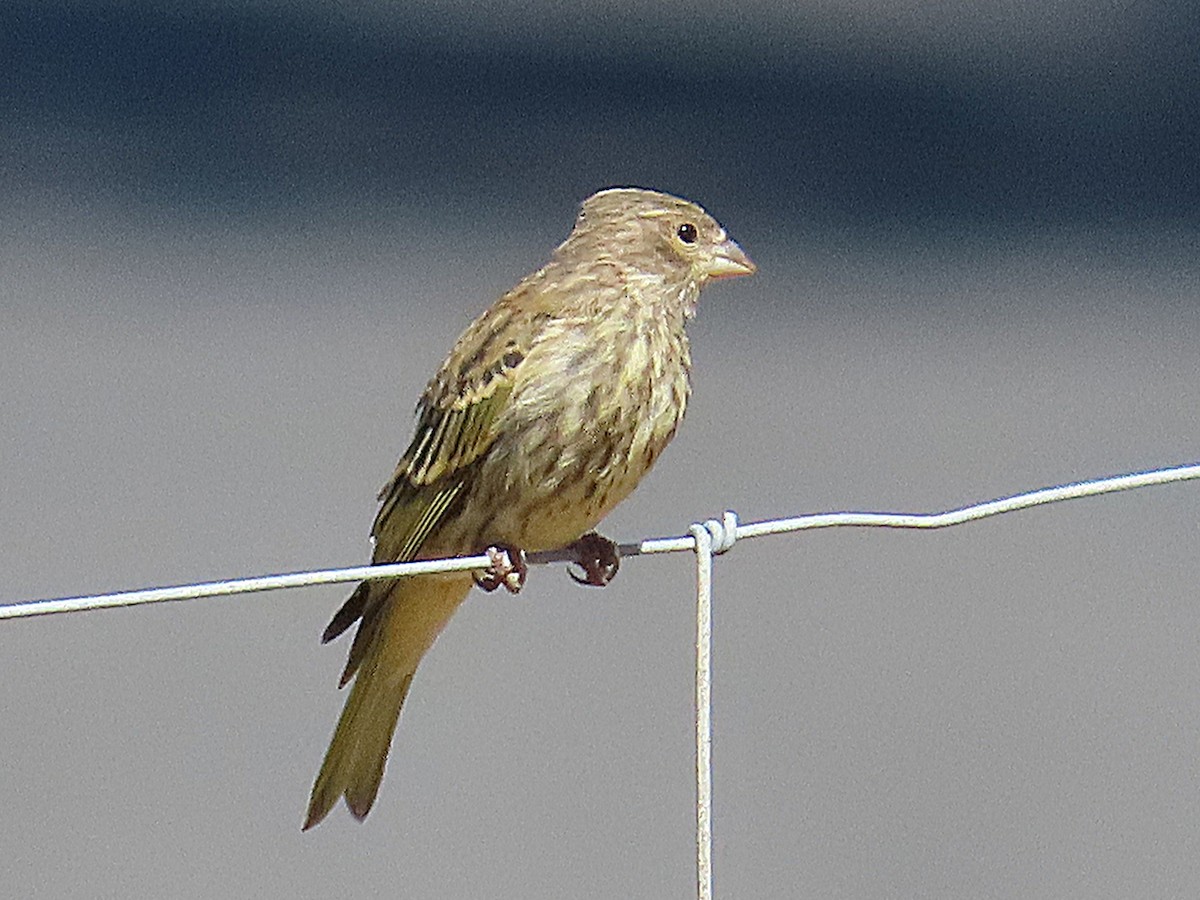 Serín Dorsigrís - ML647174449