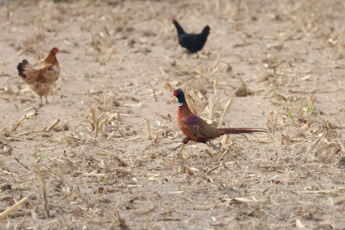 Faisán Vulgar - ML647174450