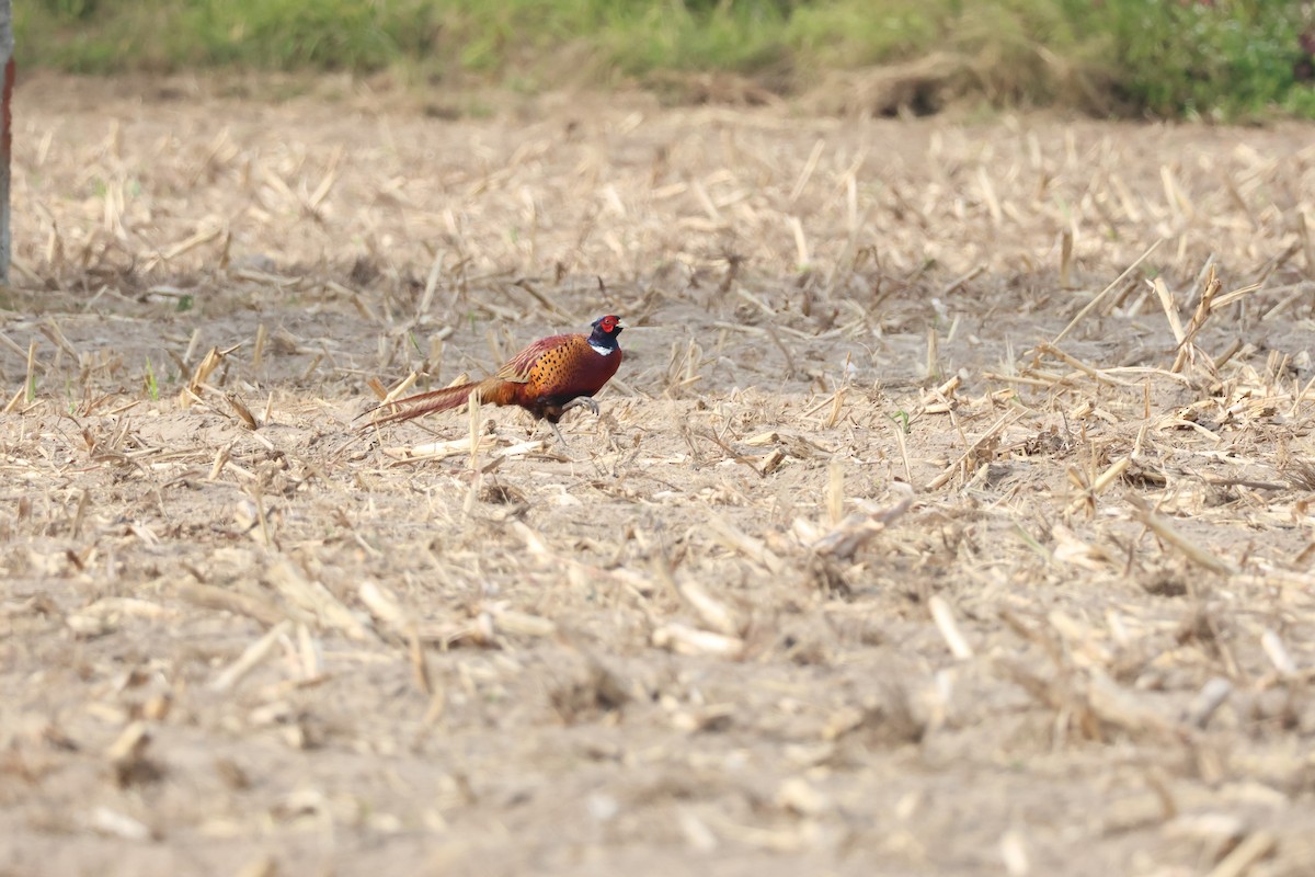 Faisán Vulgar - ML647174451