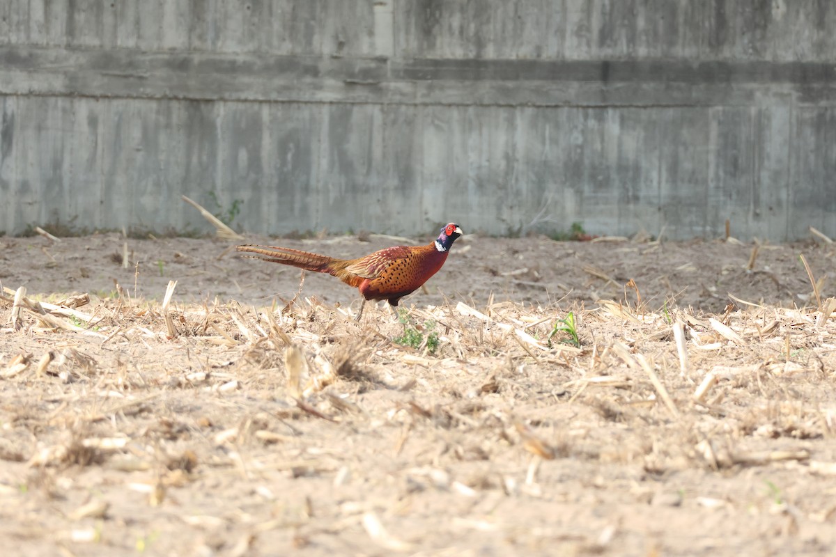 Faisán Vulgar - ML647174452