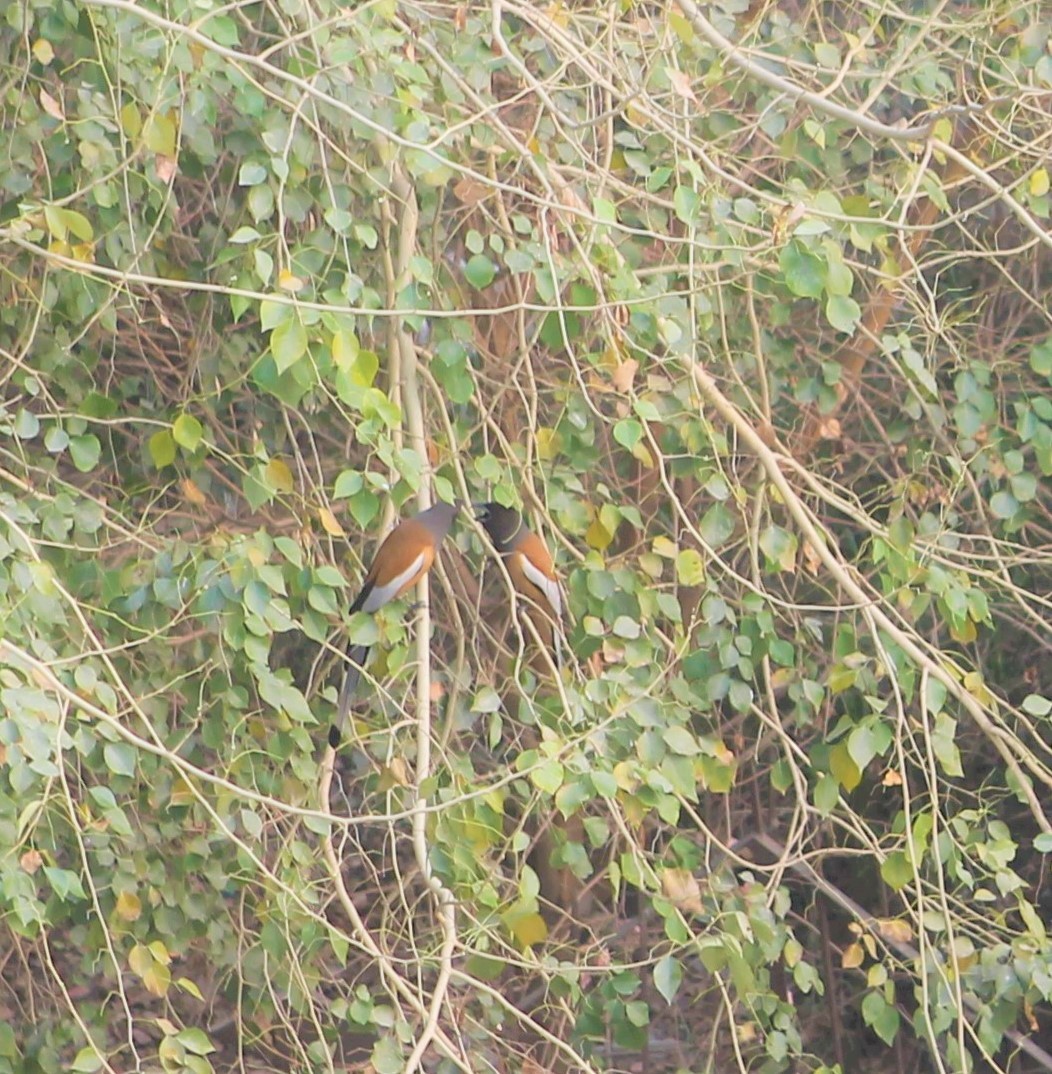 Urraca Vagabunda - ML647174453