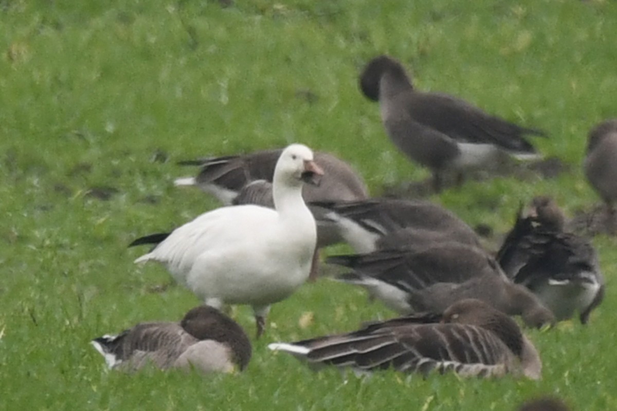 Snow Goose - ML647174455