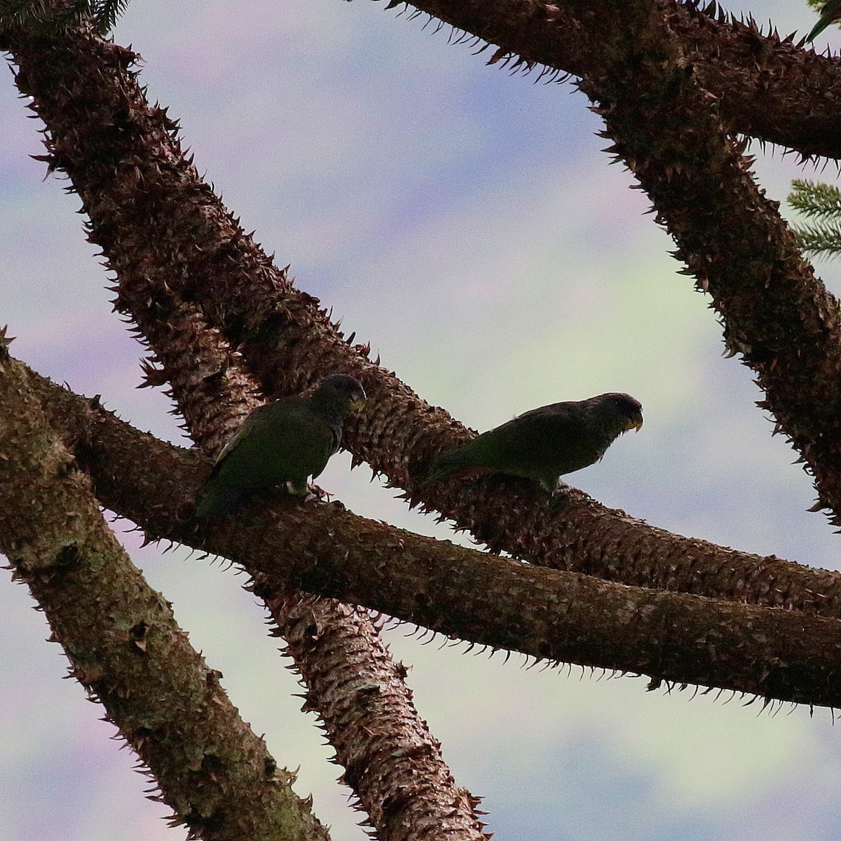 Scaly-headed Parrot - ML647174456