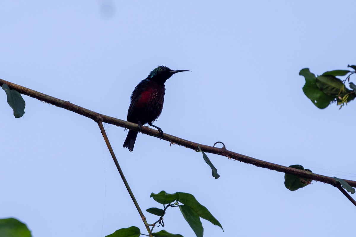 strdimil krásný - ML647174457