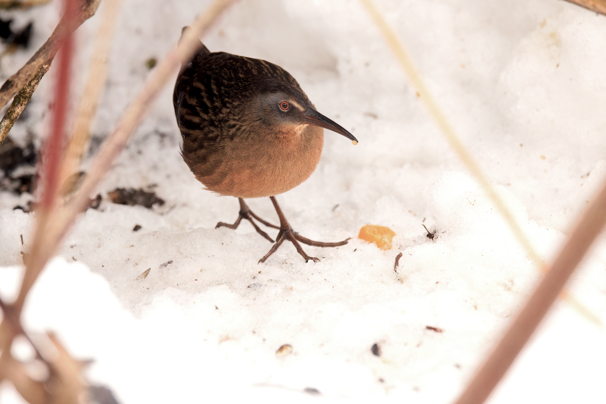 Virginia Rail - ML647174461