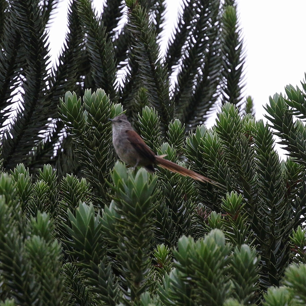 Араукариевая колючехвостка - ML647174465